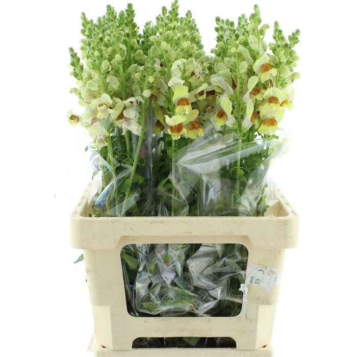 <h4>Antir Op Bicolor</h4>