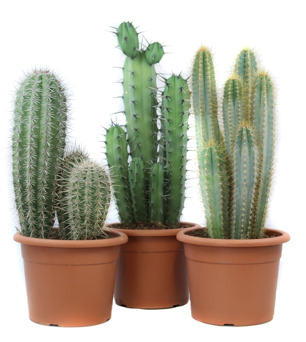 <h4>Cactus   ...</h4>