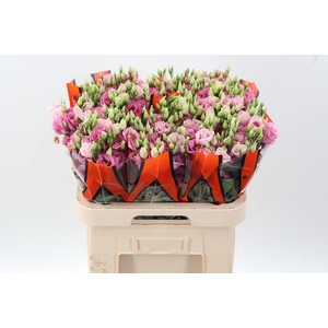 Eus G Rosi Rose Pink