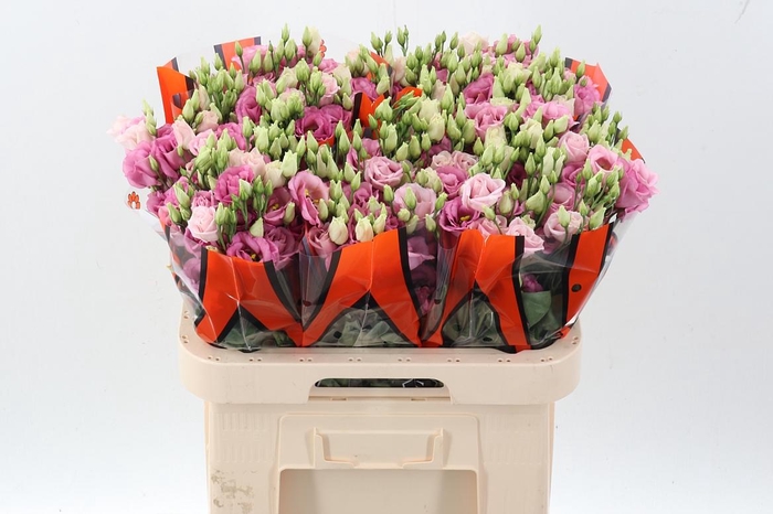 <h4>Eus G Rosi Rose Pink</h4>