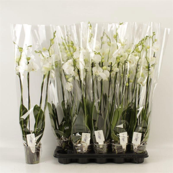 <h4>PHAL OV WIT</h4>