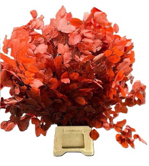 <h4>Beuk Gepreserveerd Rood</h4>