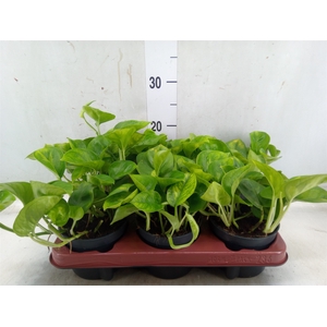 Epipremnum pinn. 'Global Green'