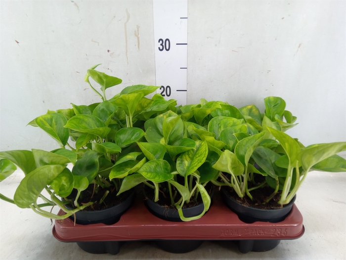 <h4>Epipremnum pinn. 'Global Green'</h4>