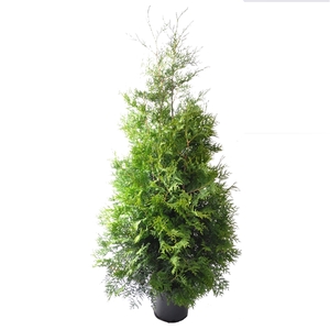 Thuja occ. Brabant, plantmaat 160-180 cm - Rondgestoken -