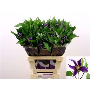 Clematis Amazing Oslo Dark Blue