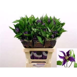 Clematis Amazing Oslo Dark Blue