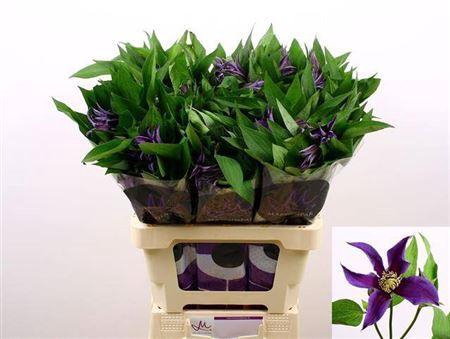 <h4>Clematis Amazing Oslo Dark Blue</h4>