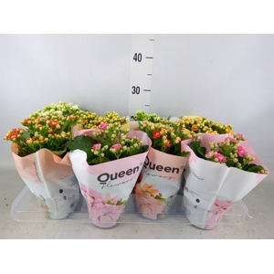 Kalanchoe blos.   ..rosebud mix GR