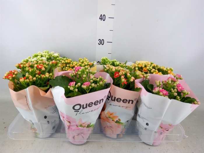 <h4>Kalanchoe blos.   ..rosebud mix GR</h4>