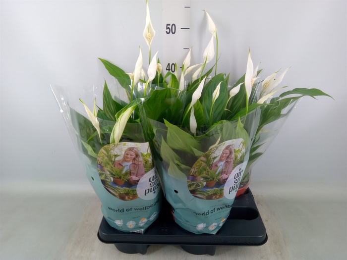 <h4>Spathiphyllum  'Pearl Cupido'</h4>