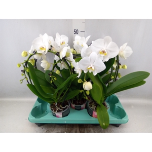 Phalaenopsis  'Elegant Cascade'