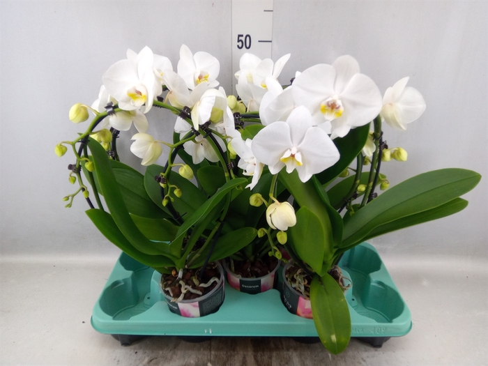 <h4>Phalaenopsis  'Elegant Cascade'</h4>