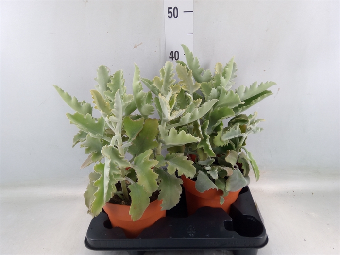 <h4>Kalanchoe NF beharensis</h4>