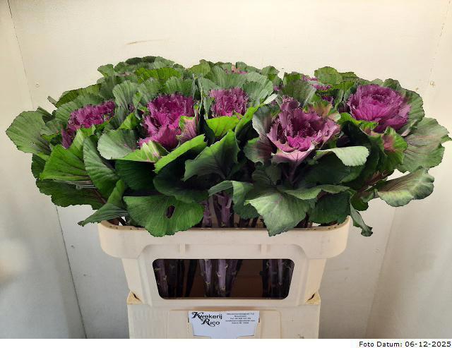 <h4>BRASS ELEGANCE</h4>