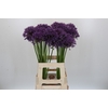 Allium Jackpot