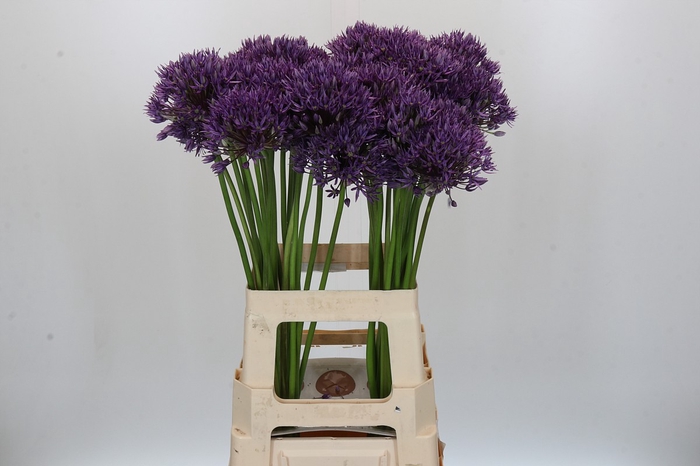 Allium Jackpot