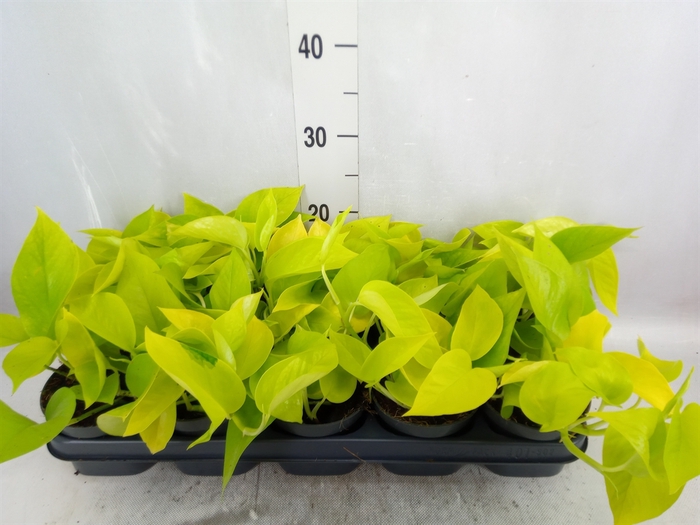 <h4>Epipremnum pinn. 'Golden Pothos'</h4>