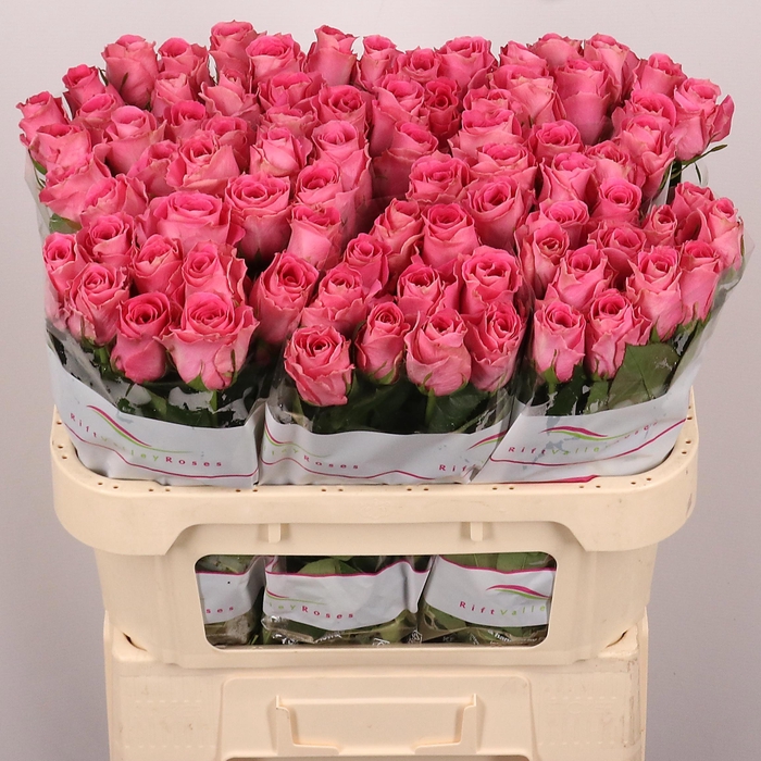 <h4>R GR WATERGAME</h4>