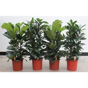 Mixkar Ficus 3 per pot