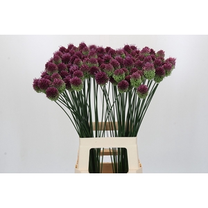 Allium Sphaerocephalon