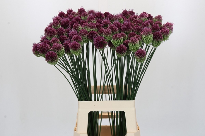 Allium Sphaerocephalon
