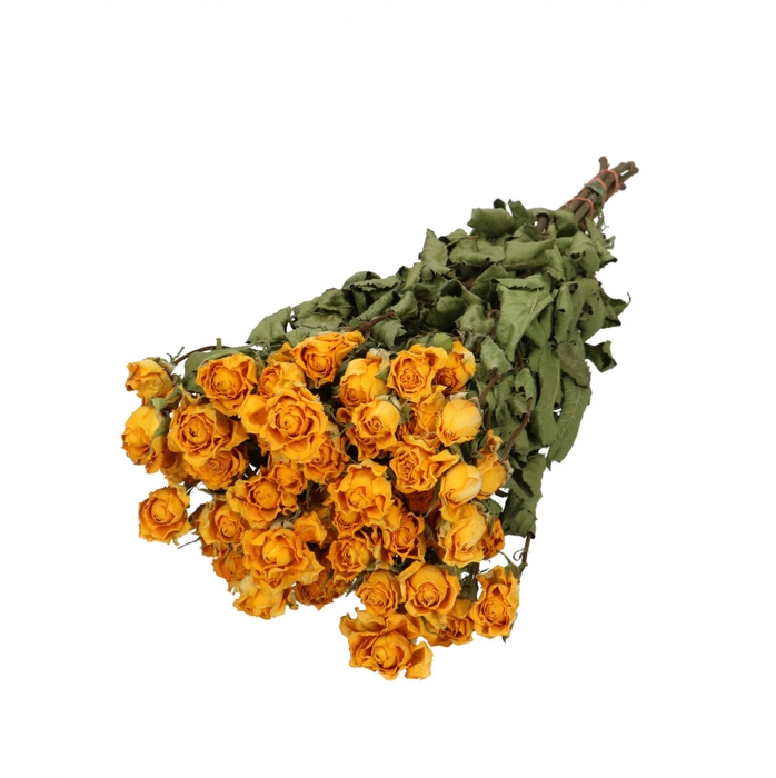 <h4>Dried flowers Rose spray 50cm x10</h4>