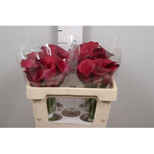 Zant Red Salsa
