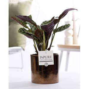Ctenanthe Burle Marxii in P&PURE Juliette ceramics goldbronze