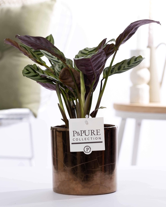 <h4>Ctenanthe Burle Marxii in P&PURE Juliette ceramics goldbronze</h4>