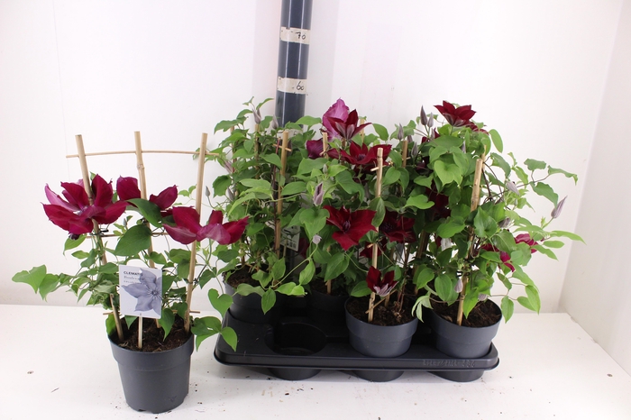 <h4>CLEM BOULEVARD OV</h4>