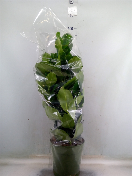 <h4>Clusia rosea</h4>