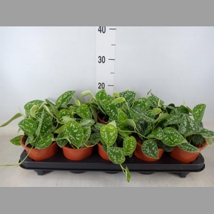 Scindapsus pictus 'Argyraeus'