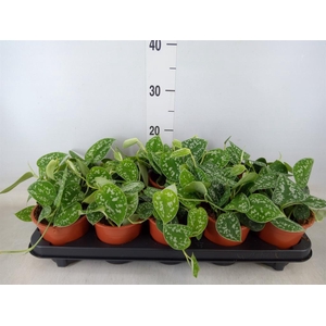 Scindapsus pictus 'Argyraeus'