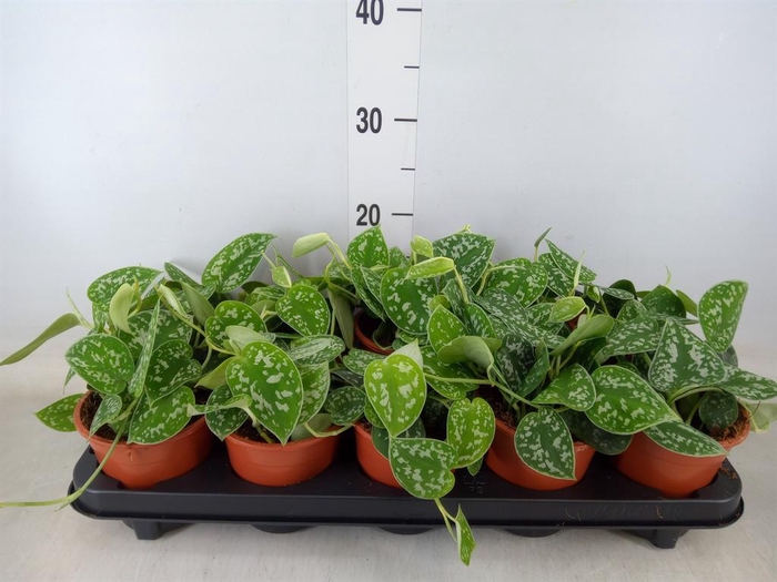 <h4>Scindapsus pictus 'Argyraeus'</h4>