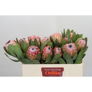 Protea Susara