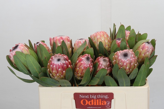 <h4>Protea Susara</h4>