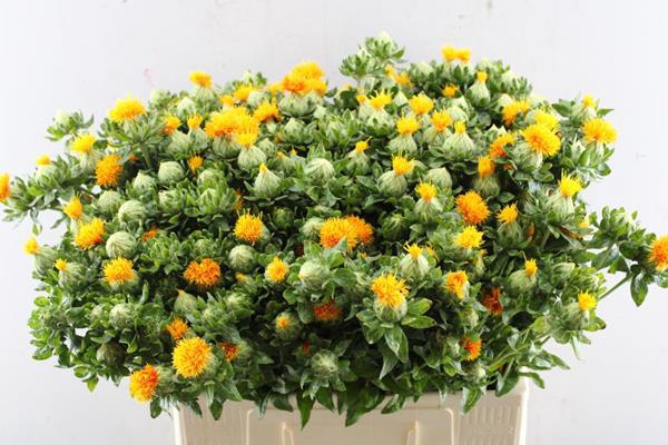 <h4>Carthamus T Ov (baars) L60</h4>