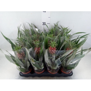 Ananas  'Rosita'