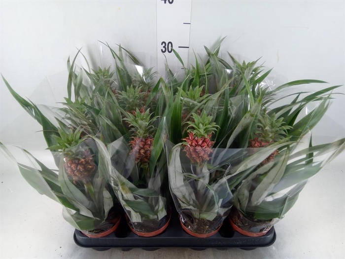 <h4>Ananas  'Rosita'</h4>