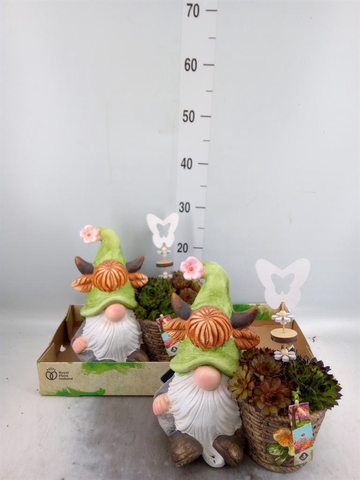 <h4>Arr.  Sempervivum L%</h4>