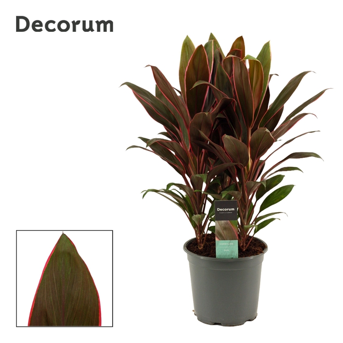 <h4>Cordyline Rumba Toef 19 cm (Decorum)</h4>