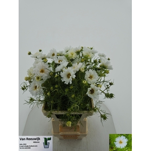 COSMOS BIPINNATUS