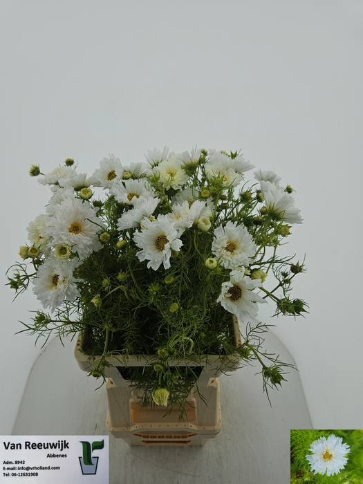 <h4>COSMOS BIPINNATUS</h4>