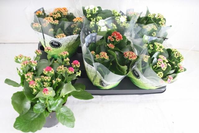 <h4>KAL GE GEM 5 KL</h4>