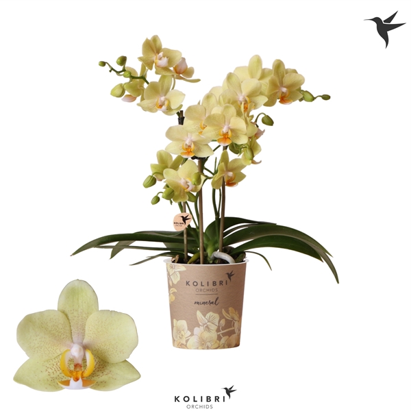 <h4>Kolibri Orchids Phalaenopsis Livorno 3 spike</h4>