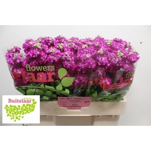 MATTH STOX DEEP ROSE