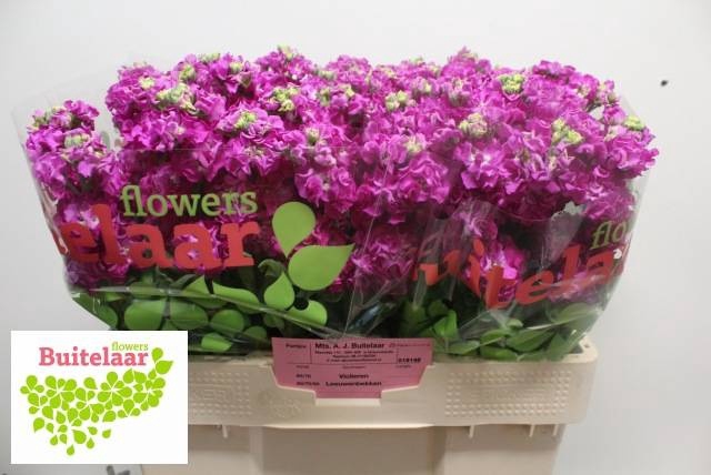 <h4>MATTH STOX DEEP ROSE</h4>