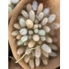 LAGURUS OVATUS P BOS