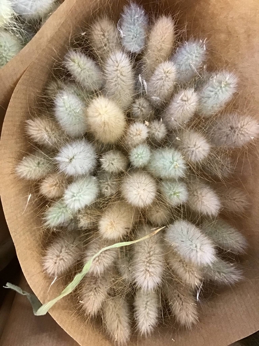 LAGURUS OVATUS P BOS